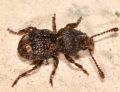 Phaenotherion fasciculatum